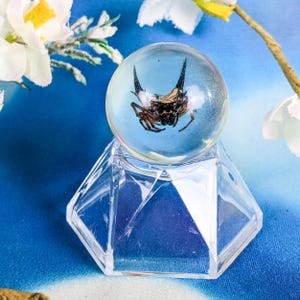 Spiny Orb Weaver Spider In Resin marble Arachnid Display Oddity Curiosities arachnid nature preserved specimen insect bug collector