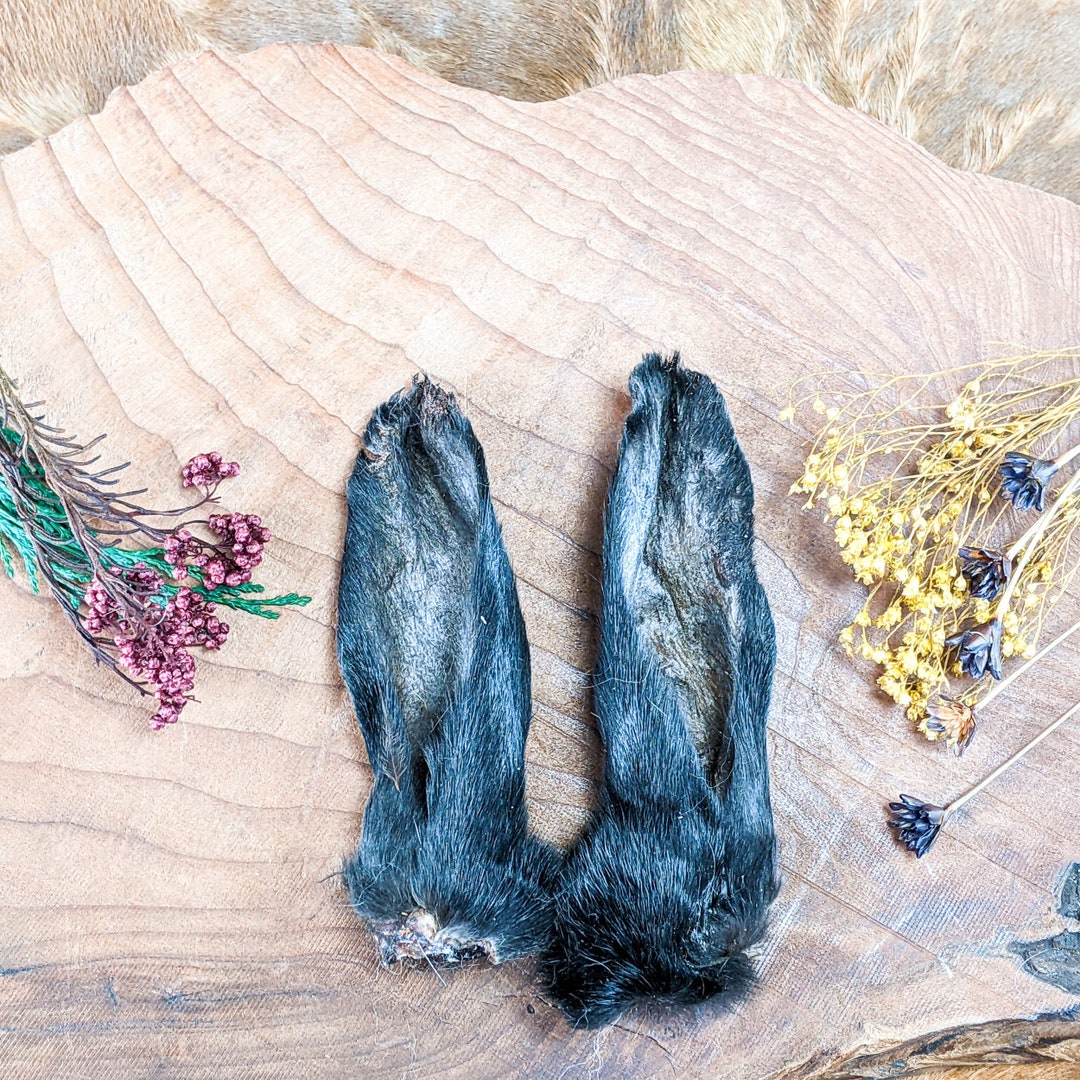 Rabbit Ears Specimen Taxidermy Oddities Curiosities Crafting Preserved ...