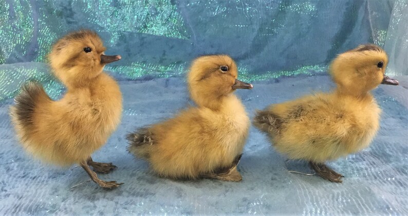Movable legs Sale Taxidermy Long Island Baby Duck Duckling Bird collectible specimen curiosity cabinet farm kitchen decor ONE A