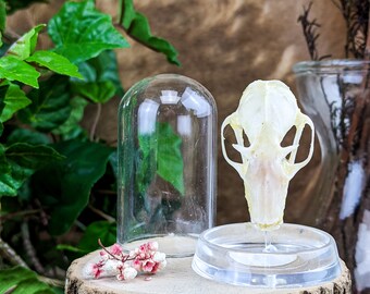Bat Skull Dark Art Oddity Curio Java Bat Real Bat Skull Java Bat Skull Curiosities Bat Skull Skull Skull Bones Gothic Oddities