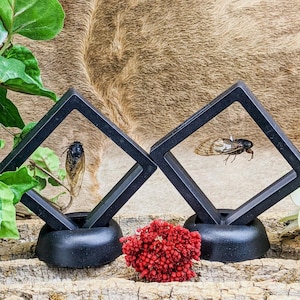 May include: Two framed cicada specimens in black square display cases. The cicadas have brown and black bodies with translucent wings. A small cluster of red flowers sits between the cases. The background is a textured brown.