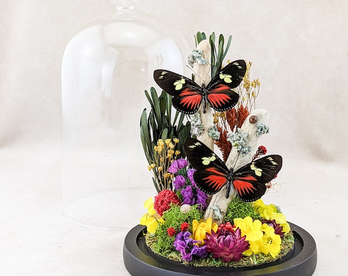 Two Butterfly Glass Dome Display Entomology taxidermy Oddities Curiosity Preserved Specimen Bugs whimsical gifts lepidopterology bug insect