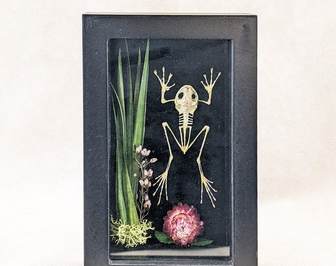 Frog skeleton Framed Shadowbox collectible specimen Taxidermy Oddities Curiosities Curio cabinet macabre dark interiors memento mori decor