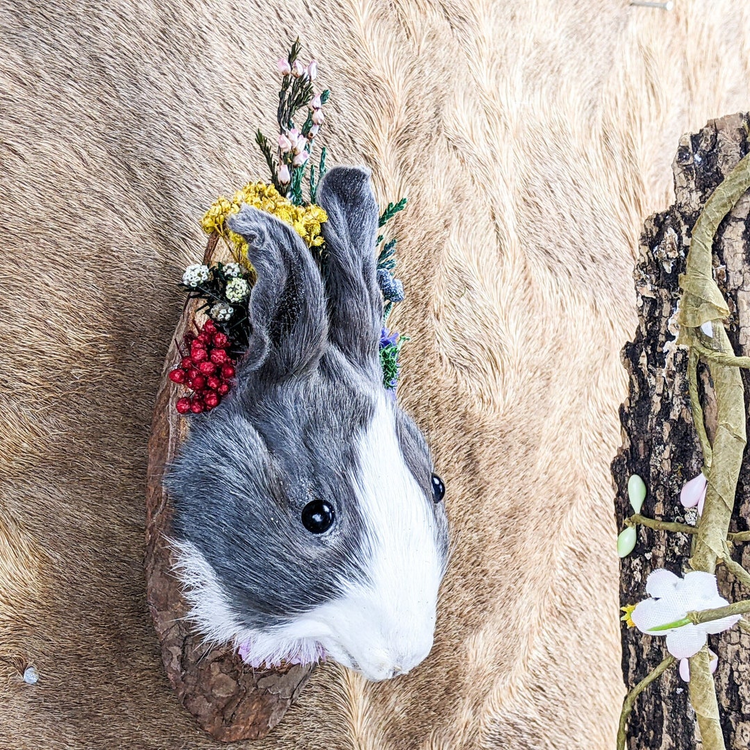 Bunny Rabbit Head Mount Taxidermy Curiosities Oddities Décor Adorable ...