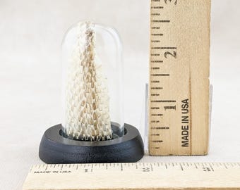 Snake Skin Shed Dome Display Taxidermy Oddities Curiosities