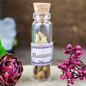May include: A small clear glass vial with a cork stopper containing several pale, segmented larvae. A white paper label with a decorative purple border is wrapped around the center of the bottle, featuring the printed text MAGGOTS in black.