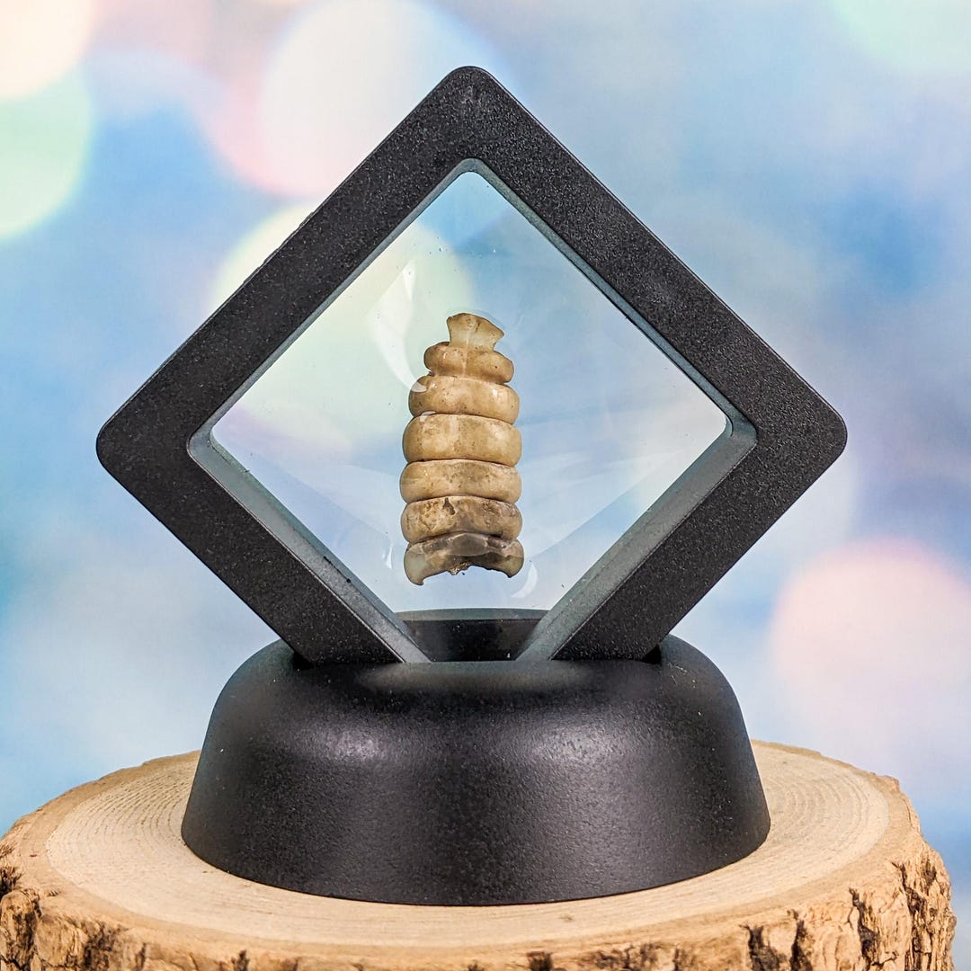 Western Rattlesnake Snake Tail 7-8 Button Taxidermy It Rattles Oddities ...