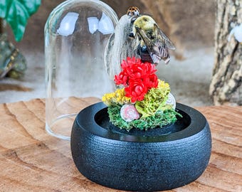 Bumble Bee Ladybug Glass Dome Display Dark Academia Oddity Curiosity collectible entomology insect display whimsical bumble bee decor