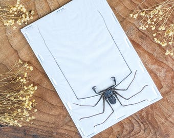 Whip Scorpion Spider Hypocnoctus R Entomology Oddity Curiosity preserved specimen educational dark interiors bug collector decor gift