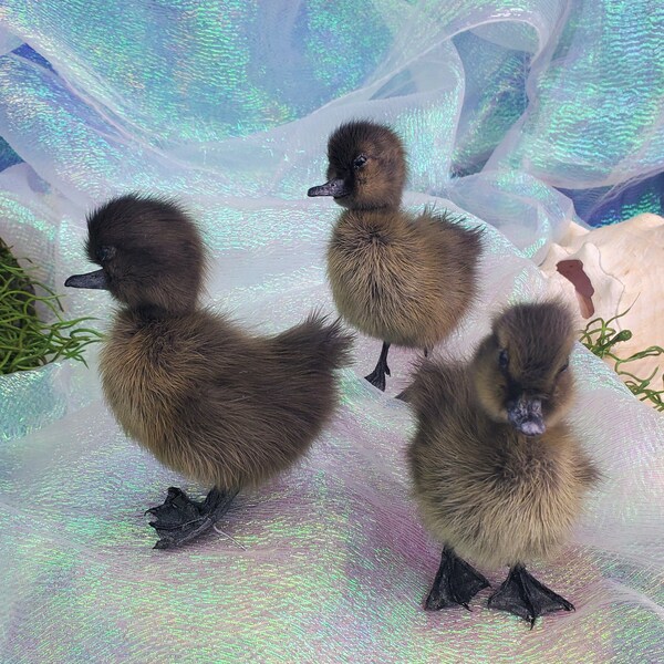 Taxidermy domestic Duckling Cayuga natural death Baby Duck duckling curiosities cabinet preserved farm kitchen collectible
