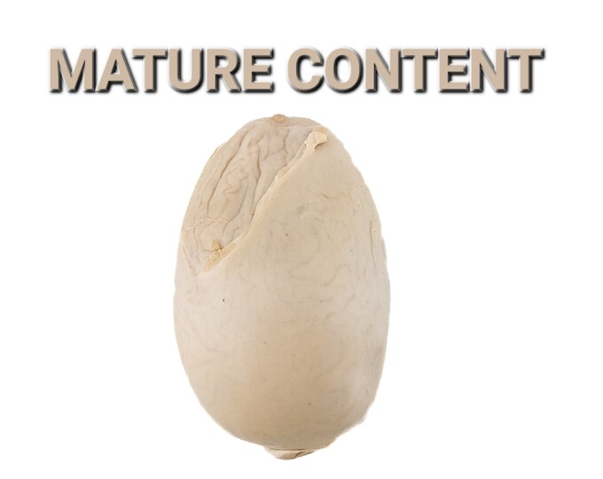 Stest1 Oddities Curiosities Wet Specimen Preserved Sheep Testicle Balls