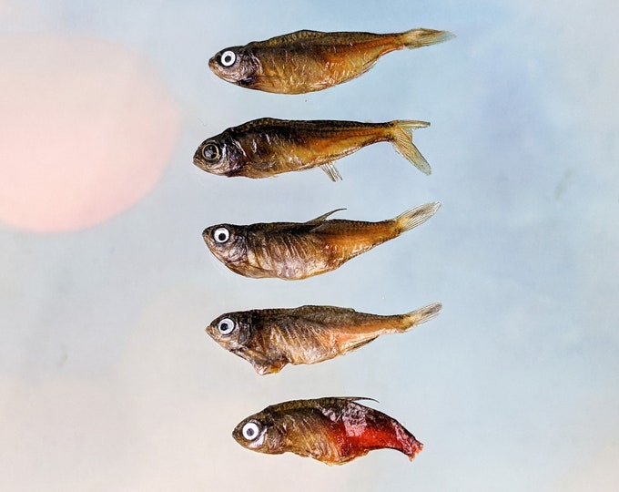 Fish Taxidermy lot of Five Flame Tetra oddity collectible specimen educational marine decor crafts preserved specimen