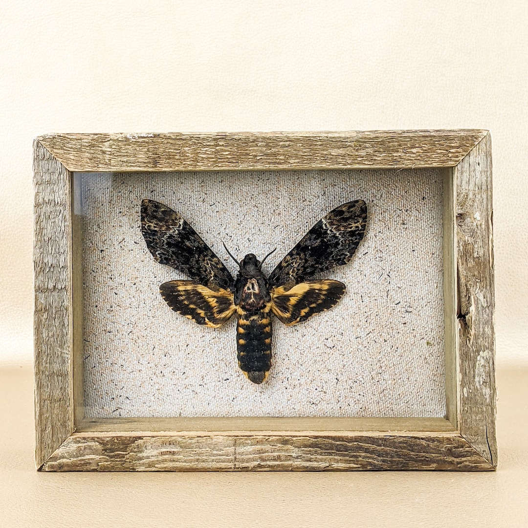Mib Insect DEATH'S HEAD Hawk Moth Taxidermy Entomology Oddities Curiosities ...