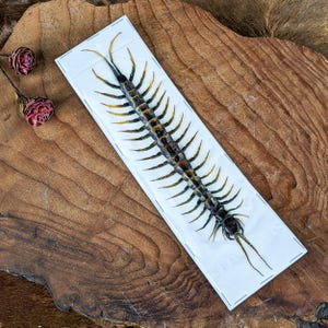 Centipede Scolopendra morsitans SpecimenTaxidermy Entomology collectible Oddities Curiosities Educational craft preserved insect bug display