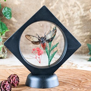 May include: A framed insect display featuring a cicada with brown and white wings and a red abdomen. The insect is mounted with green and pink botanical elements inside a black, diamond-shaped frame. The display sits on a wooden surface.