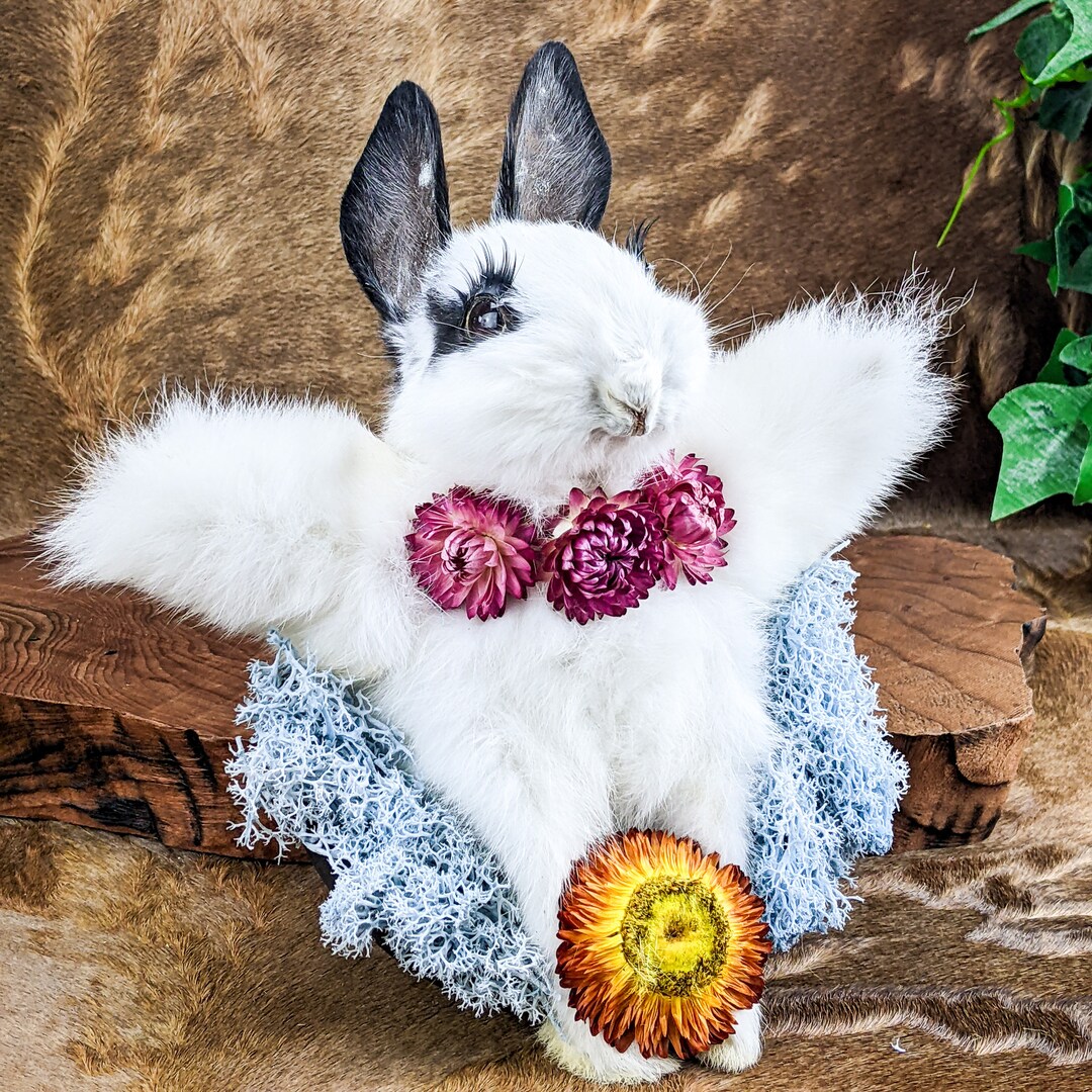 Bunny Rabbit Front Mount Angel Display Taxidermy Oddities Curiosities ...