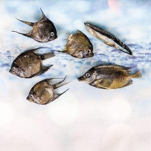 Group of Fresh Water Angel fish, rabbitfish and Cleaner Wrasse fish specimen Marine biology decor crafts preserved specimen curio aquatic