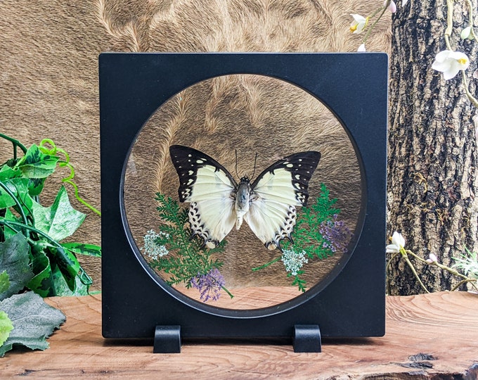 Butterfly Jeweled Nawab Floating Frame Display Oddity Taxidermy Entomology Lepidopterology Home Decor Preserved Specimen bug collector