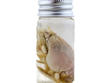Mole Crab Wet Specimen Emerita analoga oddities curiosities Nautical collectible preserved display educational science biological