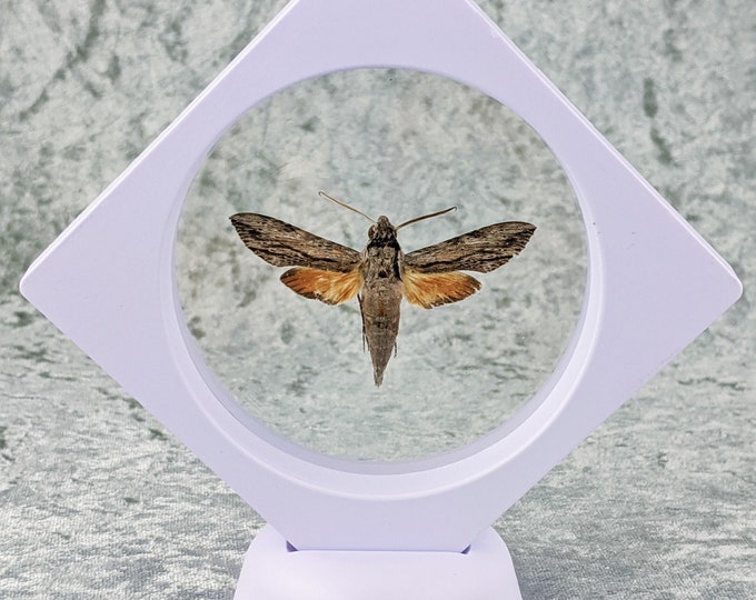Sphinx Moth Erinnyis ello sphinx curiosities specimen oddities Educational Floating Frame Display Oddity Decor Entomology Taxidermy