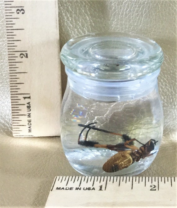 wet specimen insect bug collectible decor educational taxidermy CMisc.13 Entomology Wet Specimen Glass jar Daddy long-legs Spider