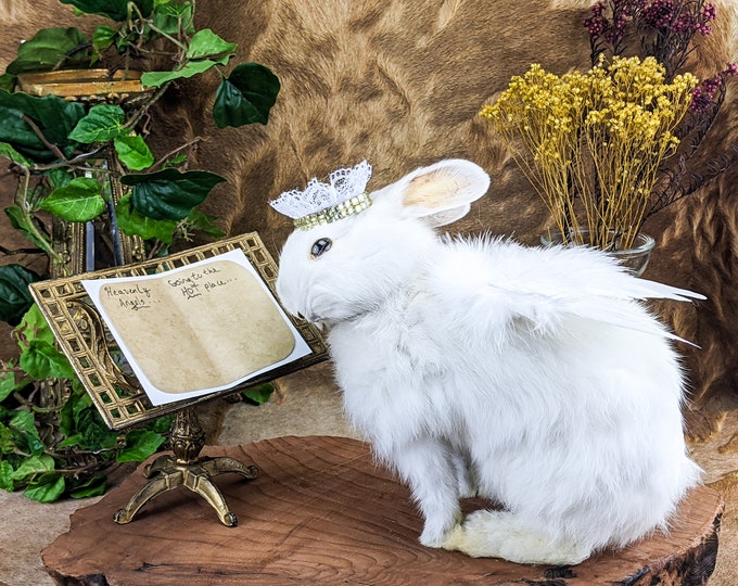 R31 Angel Bunny Saint Peter Rabbit Taxidermy Curiosity Oddities Write in List display hanging collectible specimen decor anthropomorphic