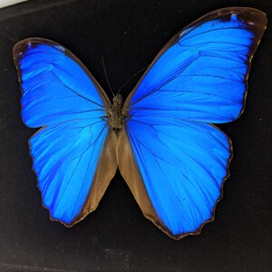 Y68c Blue Morpho butterfly Shadowbox Taxidermy Entomology collectible specimen oddities curiosities cabinet preserved specimen image 6