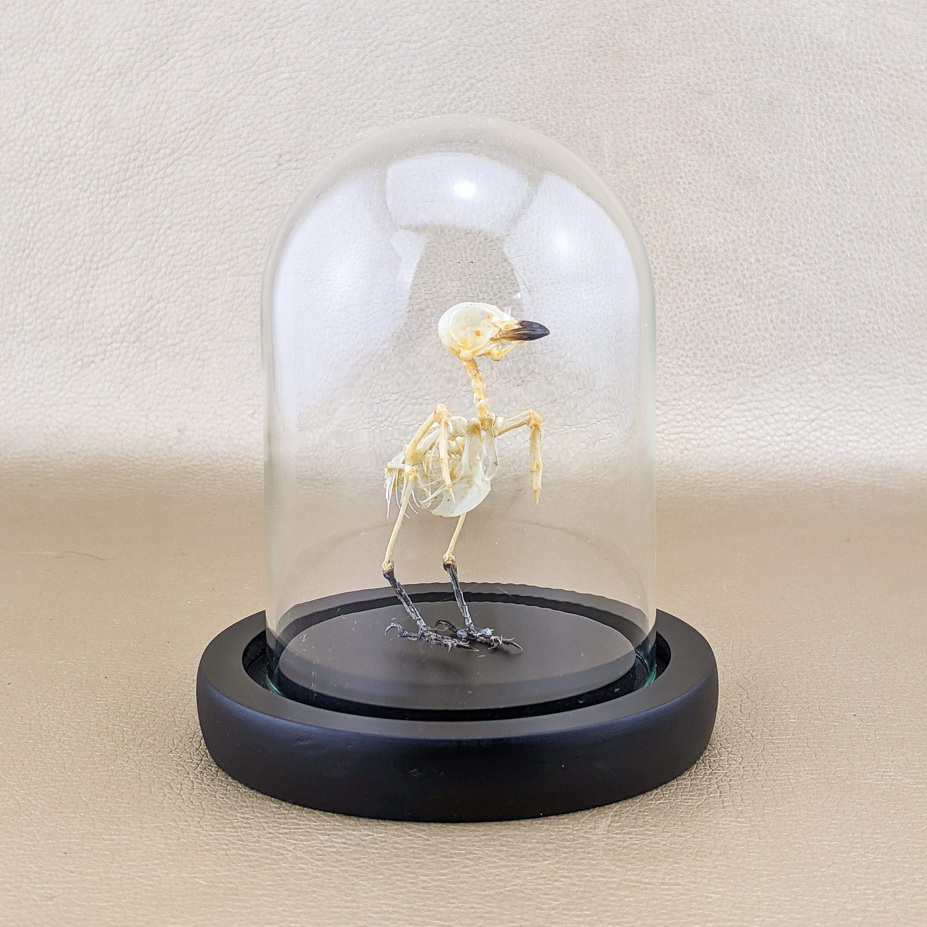 Details about   z45f Taxidermy oddities curiosities real Bee Eater Bird Skull Glass Dome Display 
