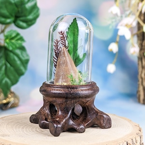 Dinosaur Tooth Fossilized Genuine Mosasaurus reptile Fossil Glass Dome Display Oddity Curiosity Preserved Fossil Specimen Archeology gift