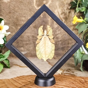 May include: A preserved leaf insect specimen displayed inside a black diamond-shaped floating frame. The insect has a light tan, leaf-like body with intricate vein patterns, positioned vertically within the clear center of the frame on a stand.