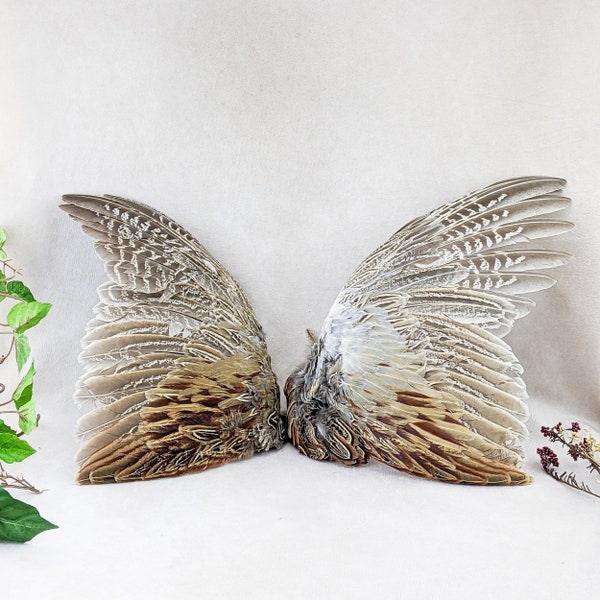 2 Ringneck Pheasant Wings Taxidermy Oddities Curiosities Craft bird wing haberdashery millinery costume props decor collectible