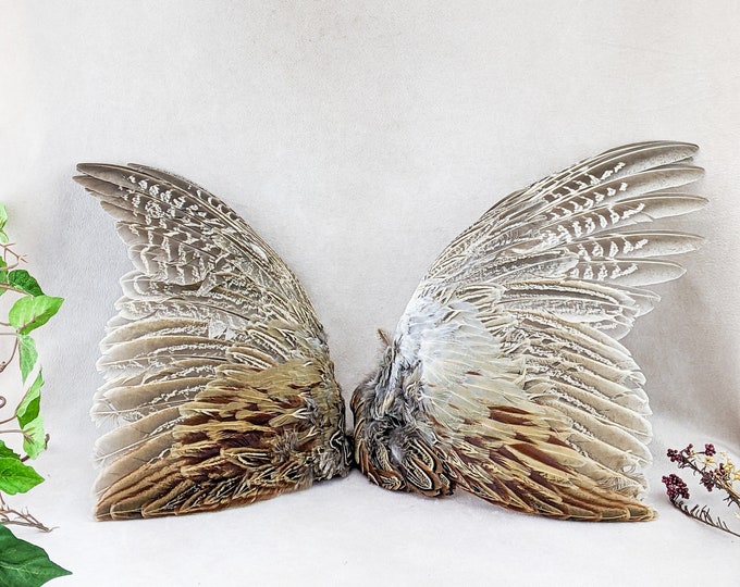 2 Ringneck Pheasant Wings Taxidermy Oddities Curiosities Craft bird wing haberdashery millinery costume props decor collectible