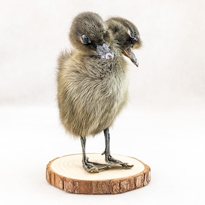 Two Headed Duck Duckling Standing On Wood Oddities Curiosities Collectible decor preserved specimen Macabre Anomaly Mount gaff anomaly