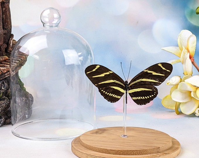 Zebra Longwing Butterfly Glass Dome Display Entomology Specimen Oddities bug educational curiosities lepidopterology curio cabinet nature