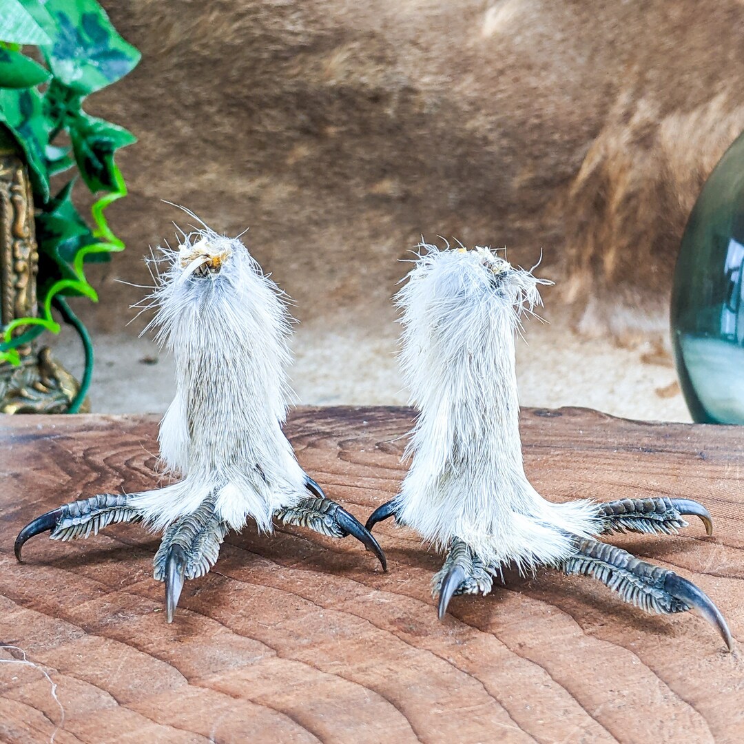 Y108b Sharpe Tailed Grouse Bird Standing Spread Feet Taxidermy Oddity