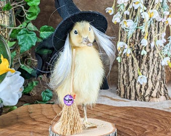 Witch Baby Duck Duckling oddities and curiosities Anthropomorphic Home Decor Specimen Halloween decor Domestic Duck macabre gift curio