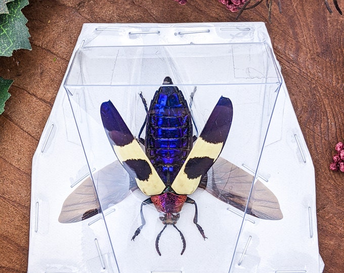 g93d Chrysochroa buqueti rugicollis speckled jewel beetle specimen craft oddity entomologist curio cabinet preserved odd educational display