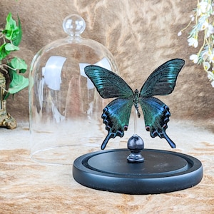 Black Alpine Butterfly Glass Dome Display Entomology Specimen Oddities lepidopterology bug educational preserved decor curiosity mount gift