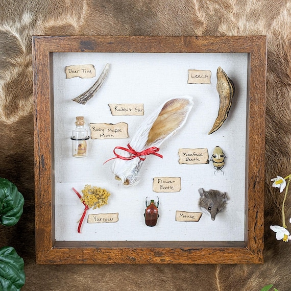 A curated shadow box of preserved insects, bones, and animal specimens arranged like a Victorian naturalist's private collection.
