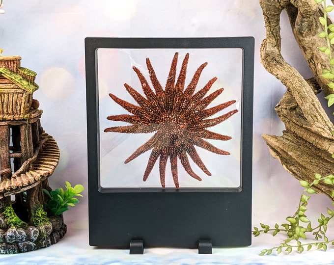Red  5 - 6" Sunflower Starfish Taxidermy Multileg  floating Nautical craft Collectible Specimen Decor Educational Preserved marine biology