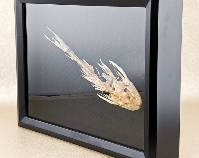 Fish Skeleton framed display Hypostomus plecostomus sucker mouth Taxidermy Edu Home Decor