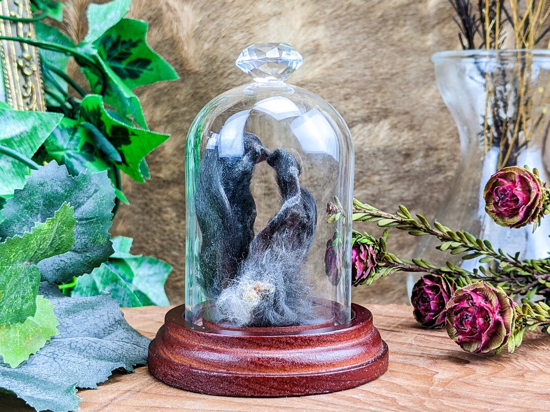 Bunny Rabbit Ears Dome Display Specimen Taxidermy Collectible ...