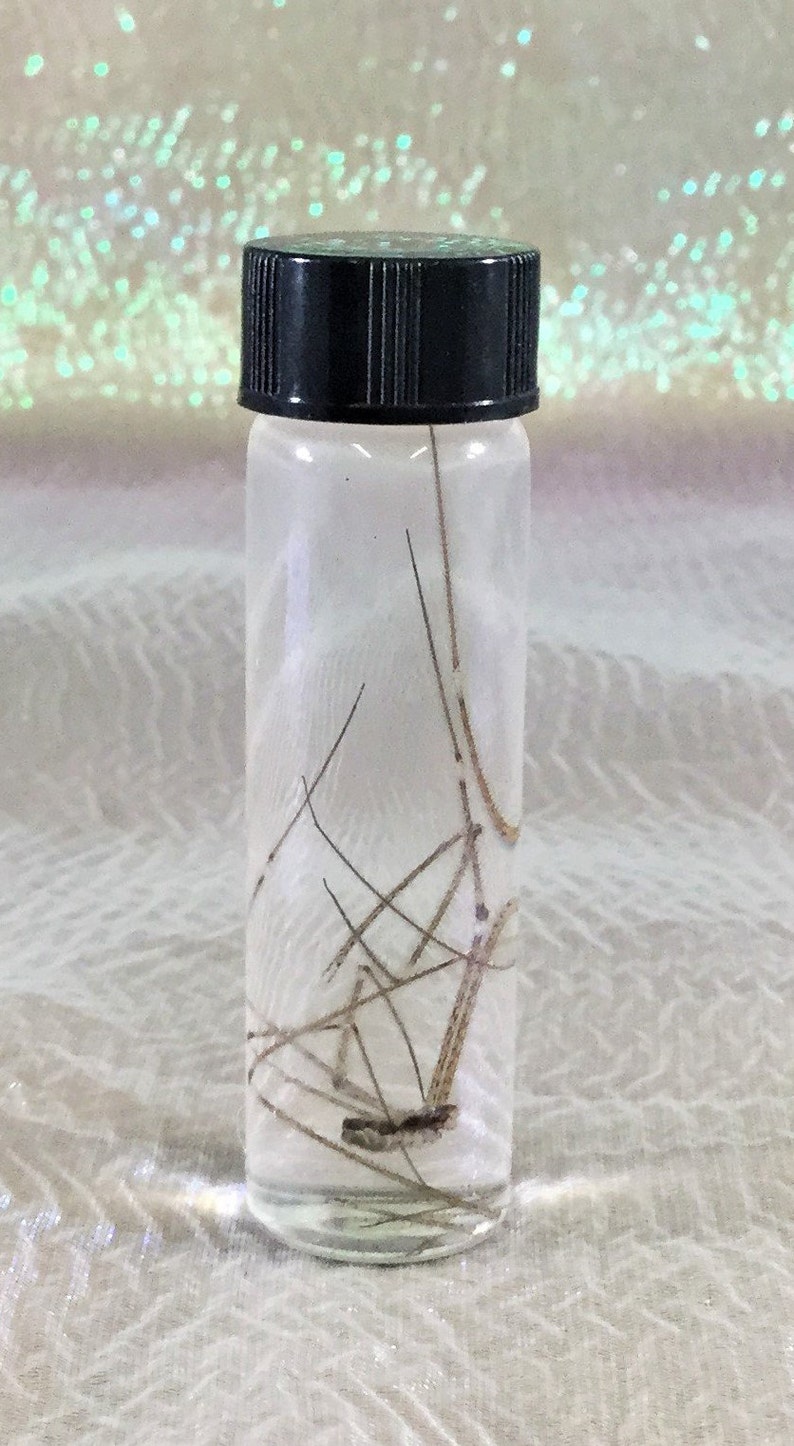 wet specimen insect bug collectible decor educational taxidermy CMisc.13 Entomology Wet Specimen Glass jar Daddy long-legs Spider