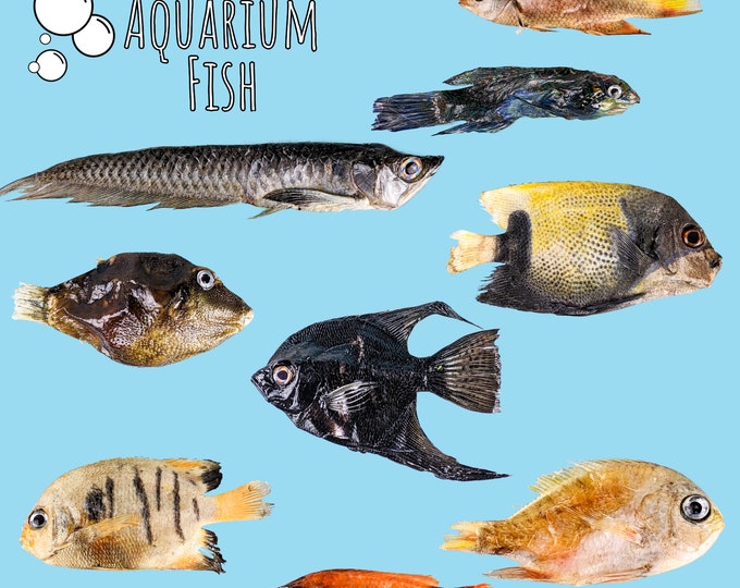 Preserved Aquarium Fish, Various Fish, Crafts Props Decor, Oddity Curiosity, Collectible Preserved Specimen, Educational Marine Aquatic Sea