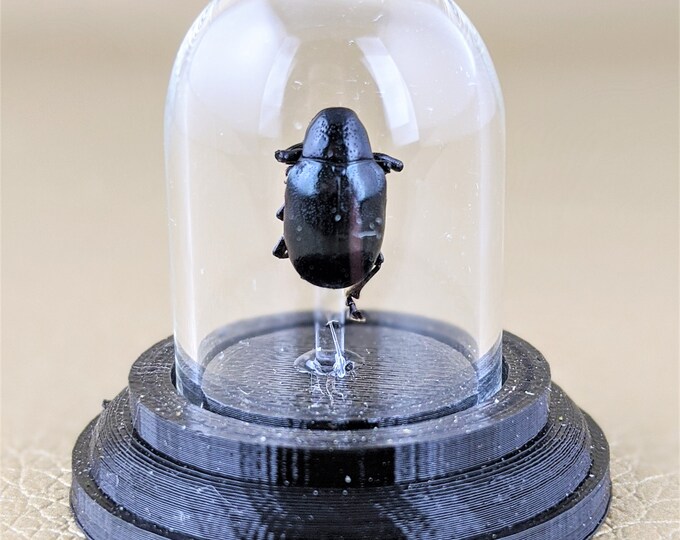 H7B Black Japanese Beetle Glass Dome display Entomology Taxidermy collectible Oddity Curiosities Educational Home Decor Insect Specimen