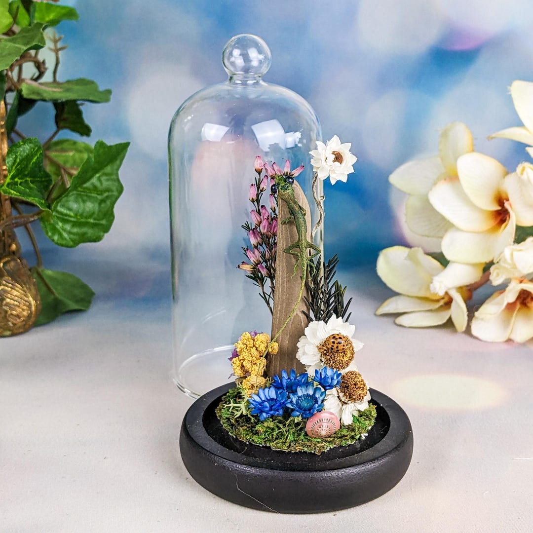 Anole Lizard Glass Dome Display Oddities Curiosities Specimen ...