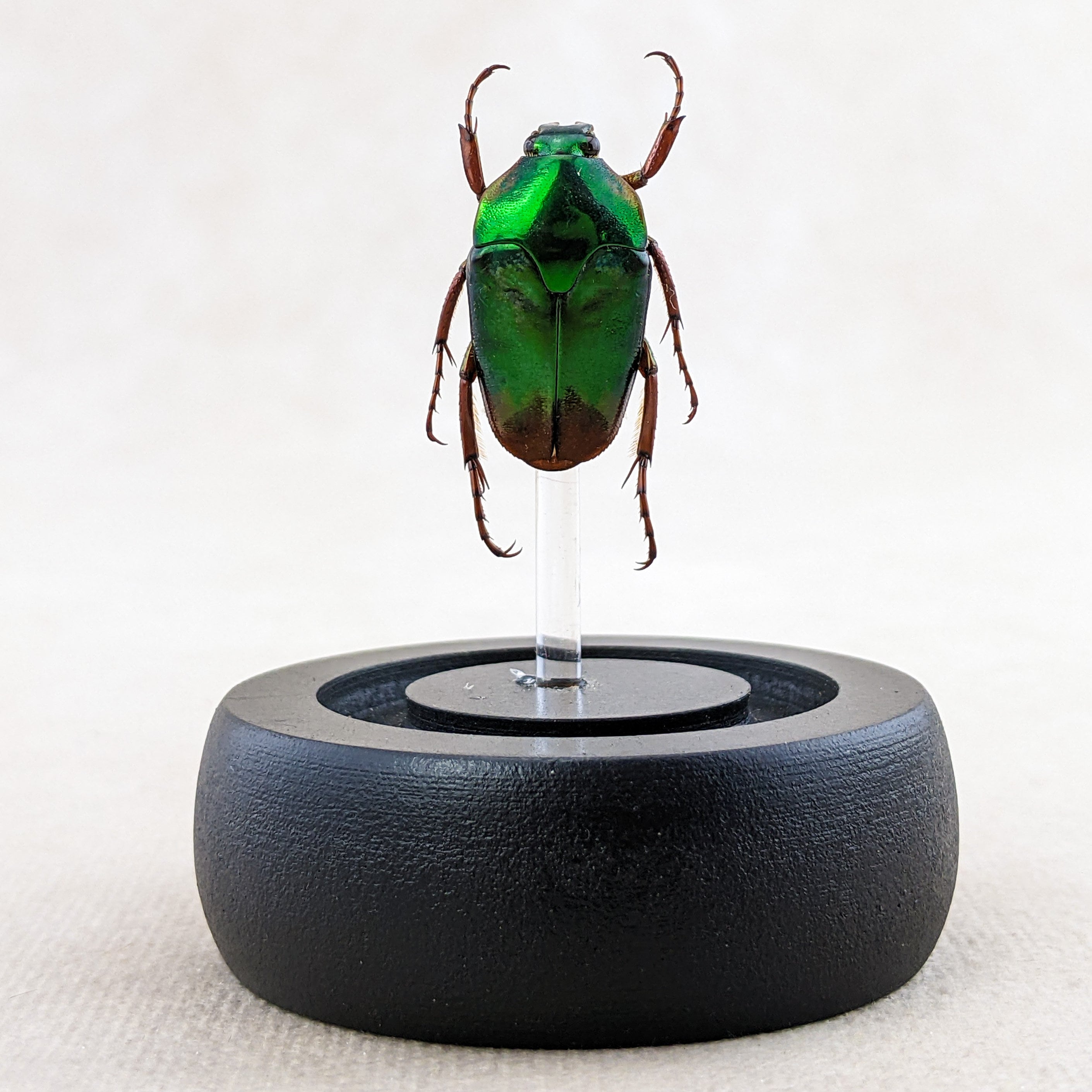 DeliciousTaylormade BeeAroundLil’BEEtle DeliciousTaylormade BeeAroundLil'BEEtle L21b Lg Flower