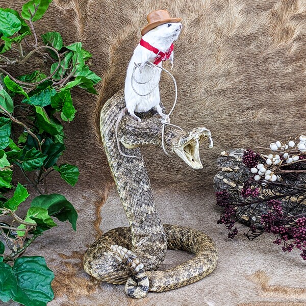 br114 Anthropomorphic Taxidermy Oddities Curiosities Rattlesnake & Mouse Cowboy Wrangler Rodeo Display Snake Preserved Specimen Collectible