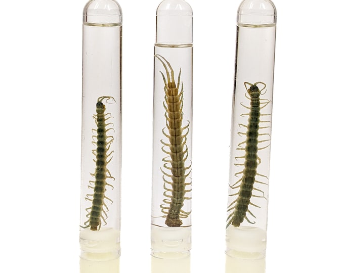 Centipede Wet Specimen specimen oddities curiosities oddity Insect taxidermy entomology science classroom biology preserved specimen macabre