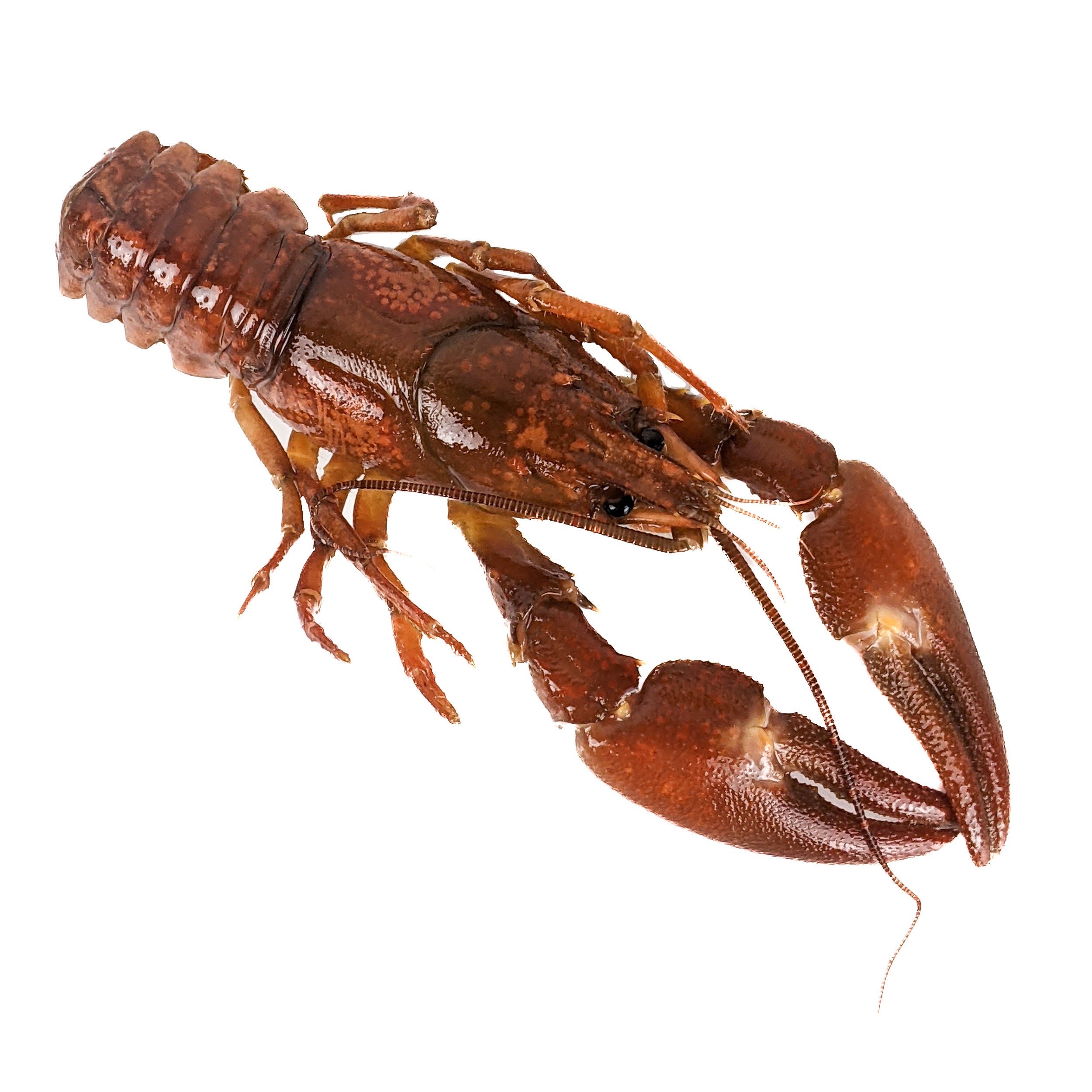 Crayfish LRG taxidermy crawfish crawdad mountain lobster mudbugs